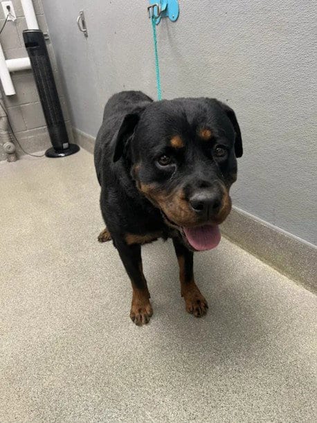 Photo of Edith, adoptable Rottweiler in Las Vegas, Nevada