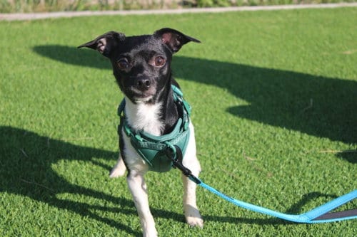 Photo of Dozer, adoptable Chihuahua in Chestertown, Maryland