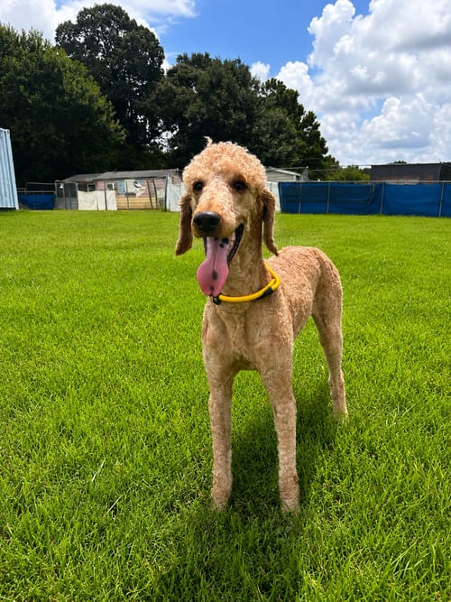 Photo of Perry Jul 26, adoptable Poodle (Standard) in Pacolet, South Carolina