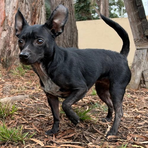 Photo of Tinkerbell, adoptable Chihuahua in Oakland, California