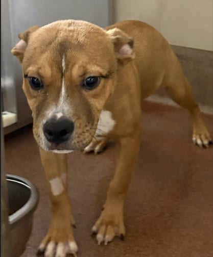 Photo of Patriot, adoptable American Pit Bull Terrier in Aurora, Illinois