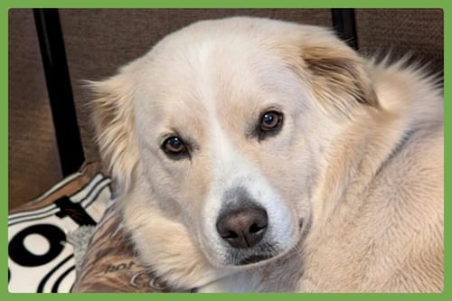 Photo of Benson, adoptable German Shepherd Dog in Amherst, Massachusetts