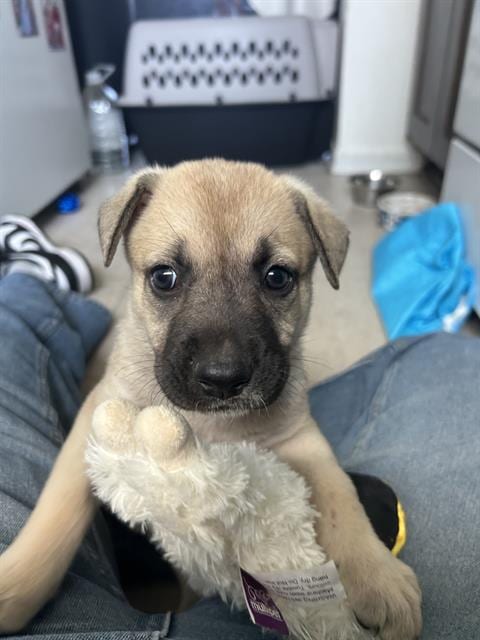 Photo of Sandy, adoptable German Shepherd Dog in Camarillo, California