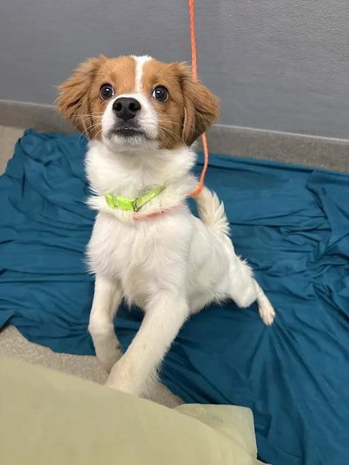 Photo of Gimli, adoptable Chihuahua in Las Vegas, Nevada