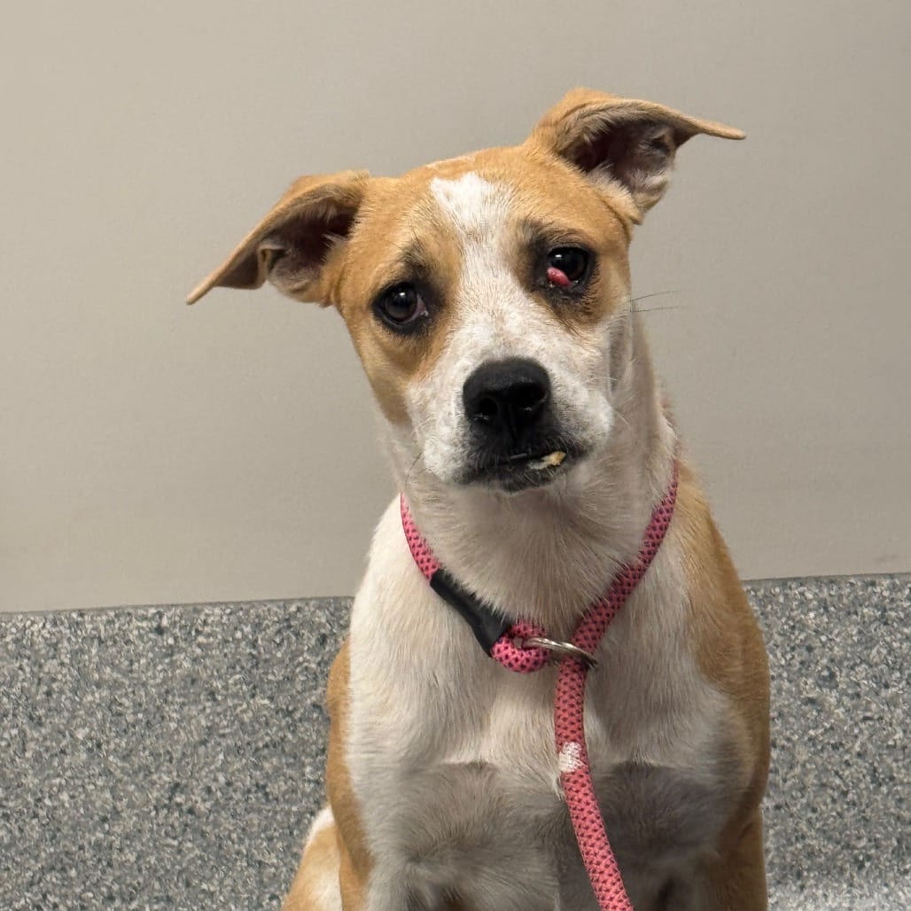 Photo of Roscoe, adoptable Terrier / Mix in Spartanburg, South Carolina