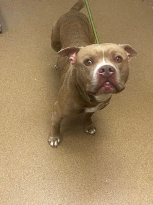Photo of Derricus, adoptable dog in Chamblee, Georgia