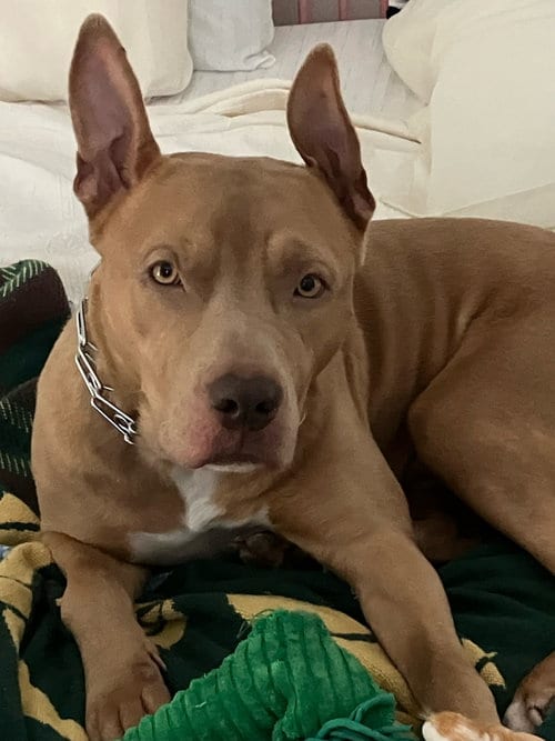 Photo of Coda, adoptable American Pit Bull Terrier in Holly Springs, North Carolina