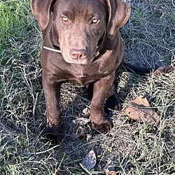 Photo of Darriah, adoptable Labrador Retriever Pit Bull Terrier in Kalamazoo, Michigan