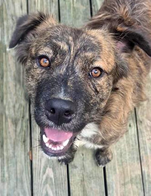 Photo of Reese, adoptable Unknown breed (long coat) in Murfreesboro, North Carolina