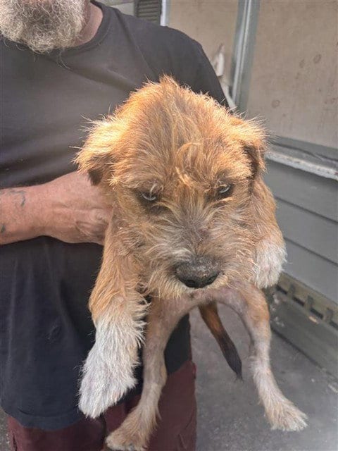 Photo of A663764, adoptable Miniature Schnauzer in Houston, Texas