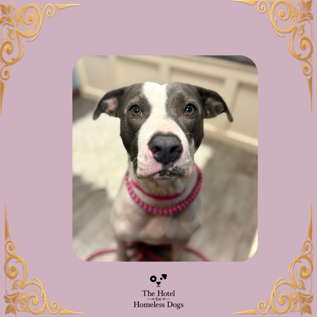 Photo of Maya, adoptable Terrier, American Staffordshire / Mixed Breed (Medium) in Cumberland, Rhode Island