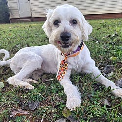 Photo of Snowy, adoptable Goldendoodle in Salisbury, North Carolina