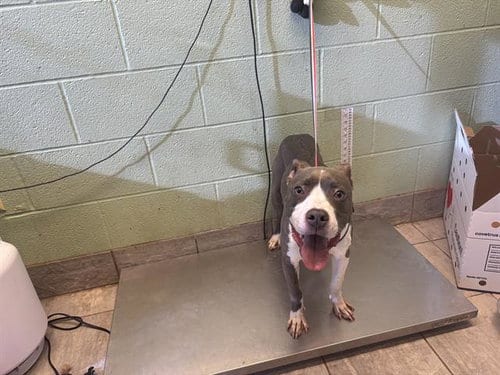 Photo of Ryan Gosling, adoptable American Pit Bull Terrier in Grand Prairie, Texas