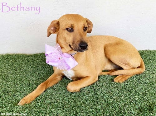 Photo of Bethany, adoptable Black Mouth Cur in San Diego, California
