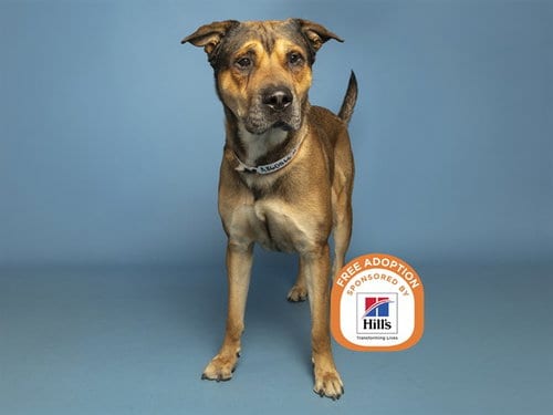 Photo of Reptar, adoptable Anatolian Shepherd in Phoenix, Arizona