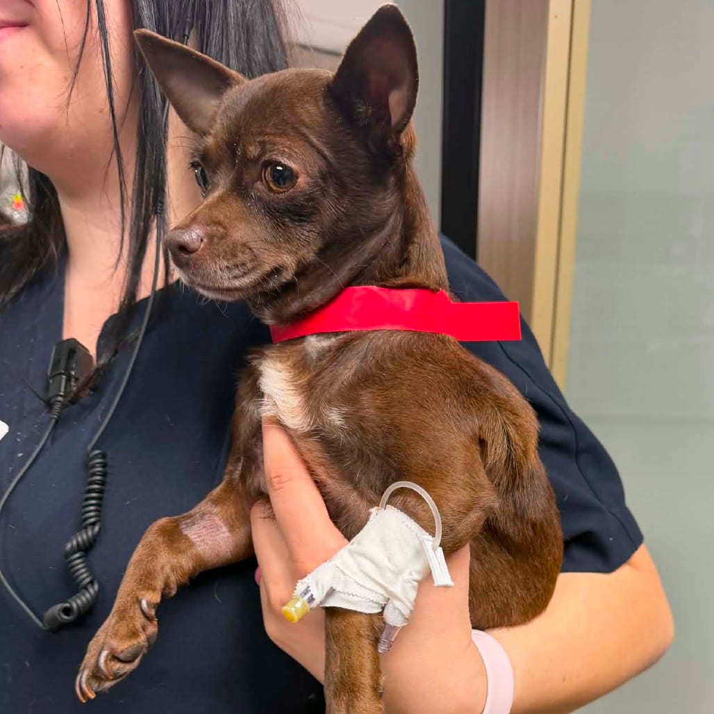 Photo of Mabel *Arriving 10/10* D12654, adoptable Chihuahua, Short Coat / Pinscher, Miniature in Princeton area, Minnesota