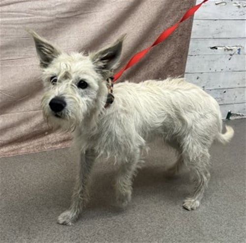Photo of Scotty, adoptable Miniature Schnauzer in San Bernardino, California