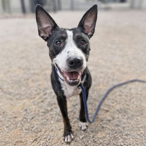 Photo of Baby, adoptable American Pit Bull Terrier in Mesa, Arizona