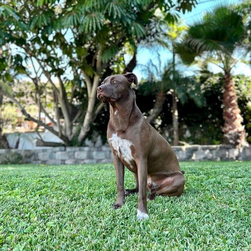 Photo of Charlie Brown, adoptable Labrador Retriever in San Juan Capistrano, California