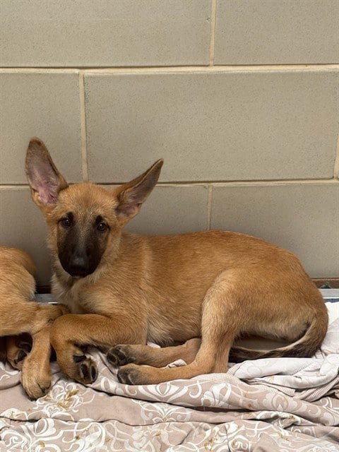 Photo of Gretel, adoptable Belgian Shepherd Malinois in Plano, Texas