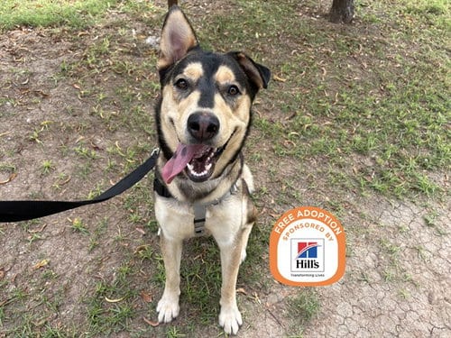 Photo of Bowie, adoptable German Shepherd Dog in Phoenix, Arizona