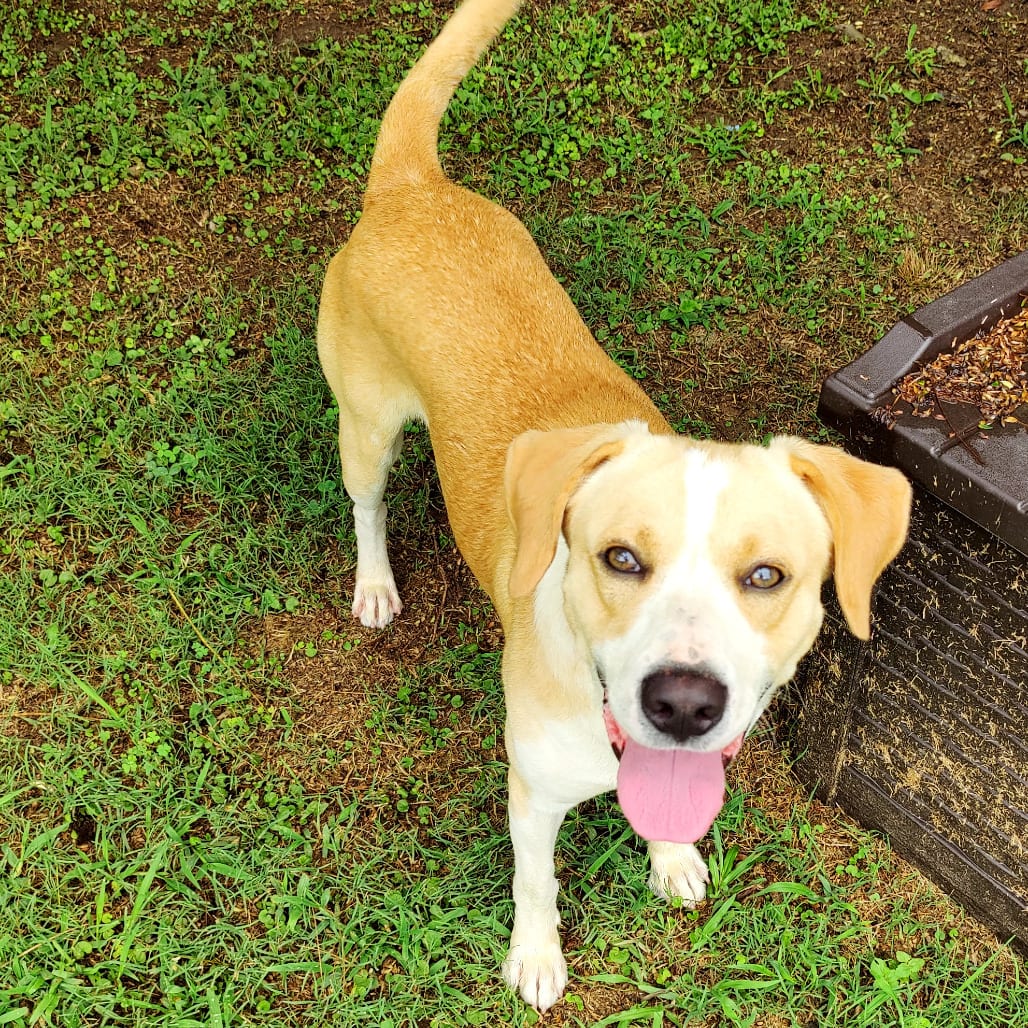 Photo of Levi, adoptable Mixed Breed (Medium) in Chattanooga, Tennessee
