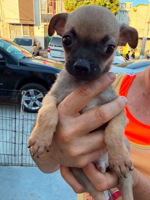Photo of Biscuit N, adoptable Pug in Inglewood, California