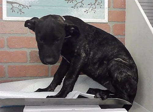 Photo of Carrie, adoptable Staffordshire Bull Terrier in Houston, Texas