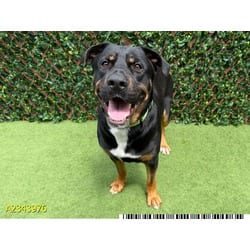 Photo of Emmet, adoptable Mixed Breed (Medium) in West Palm Beach, Florida