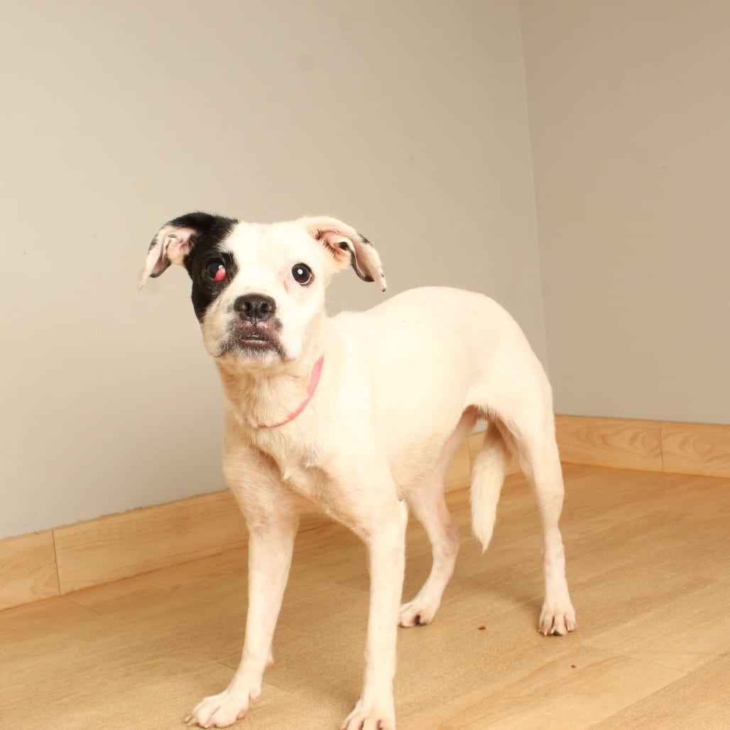 Photo of River D70983, adoptable Terrier, Boston / Mixed Breed (Small) in Minnesota, Minnesota