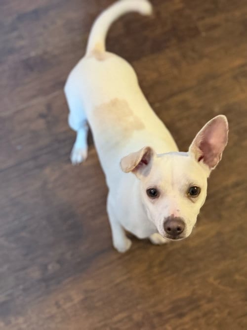 Photo of Malcolm, adoptable Chihuahua in St. Louis Park, Minnesota