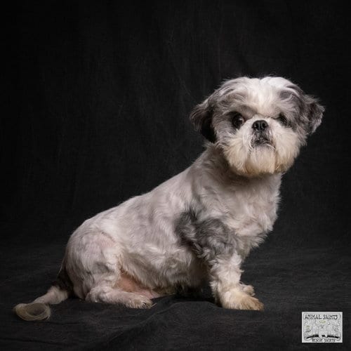 Photo of Stanley, adoptable Shih Tzu in Fort Montgomery, New York