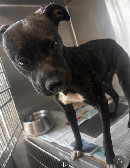 Photo of Darkle, adoptable dog in Chamblee, Georgia
