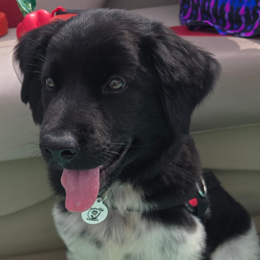 Photo of Thumper, adoptable Collie, Border / Mixed Breed (Medium) in Raleigh area, North Carolina