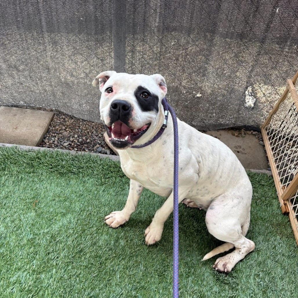 Photo of Phoebe, adoptable Terrier, American Pit Bull in California, California