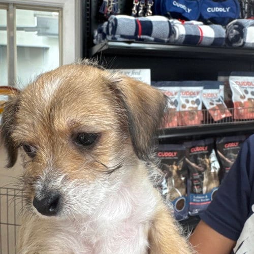 Photo of Bow, adoptable Terrier in Dallas, Texas