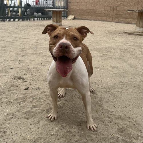 Photo of Penny, adoptable Pit Bull Terrier in Thousand Palms, California