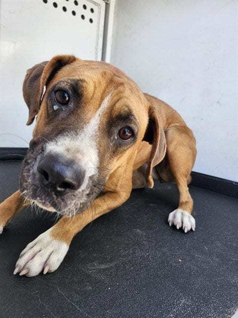 Photo of Dahlia, adoptable Boxer in Bakersfield, California