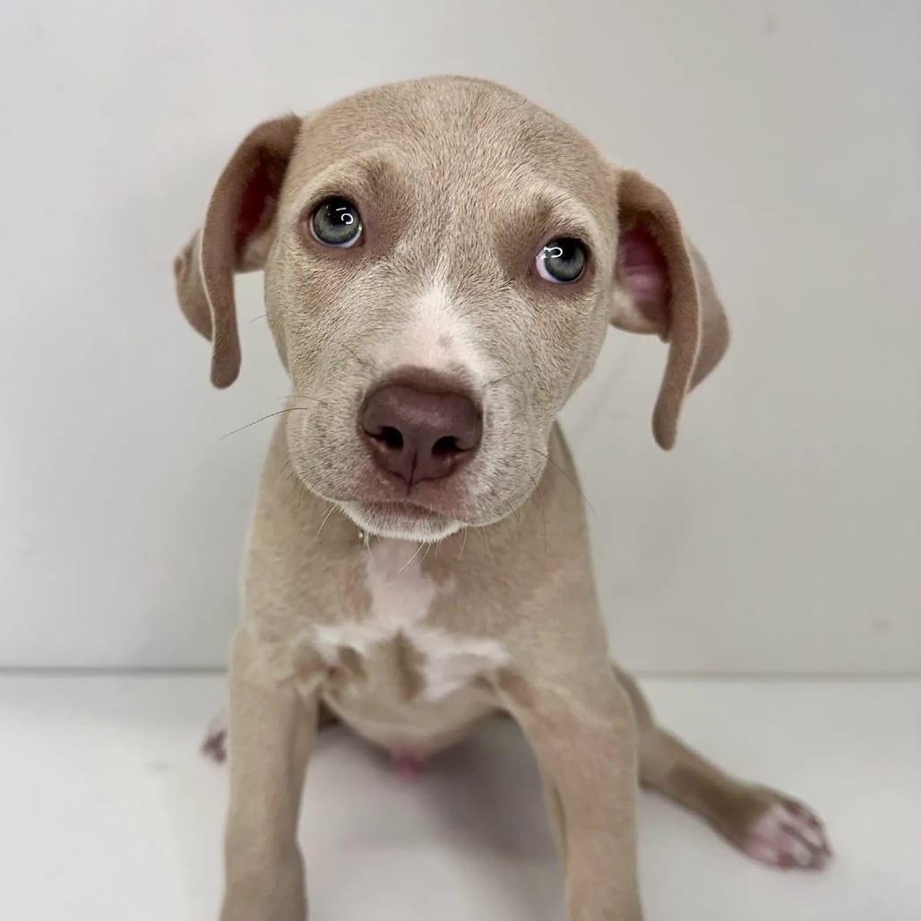 Photo of Peter Parker, adoptable Mixed Breed (Medium) in St. Charles, Missouri