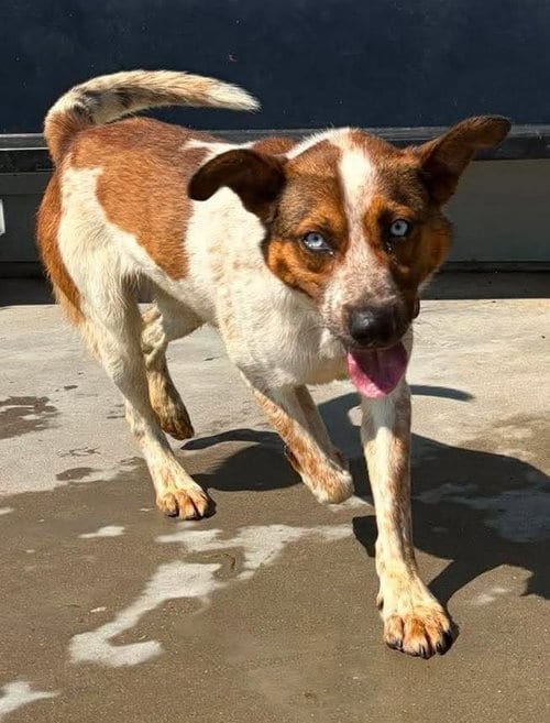 Photo of Jethro, adoptable Cattle Dog in Knoxville, Iowa