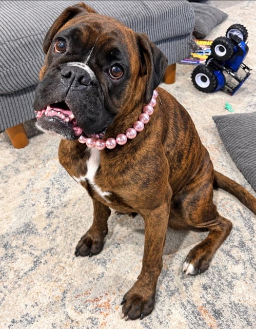Photo of Mystic, adoptable Boxer in Monticello, New Jersey