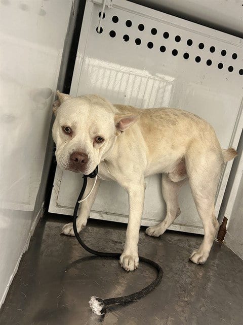Photo of Chuck, adoptable Pit Bull Terrier in Martinez, California