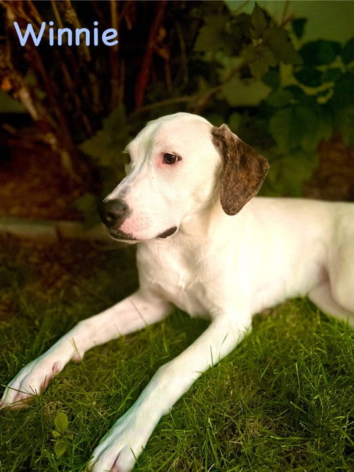 Photo of Winnie, adoptable Labrador Retriever in Evergreen, Colorado