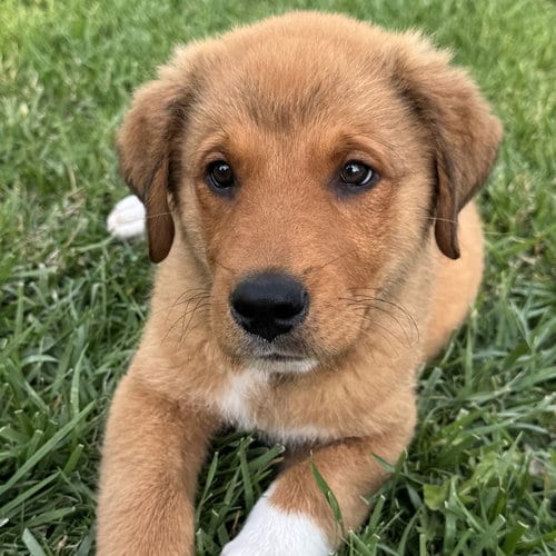 Photo of Marmaduke, adoptable Unknown breed in Rancho Santa Fe, California