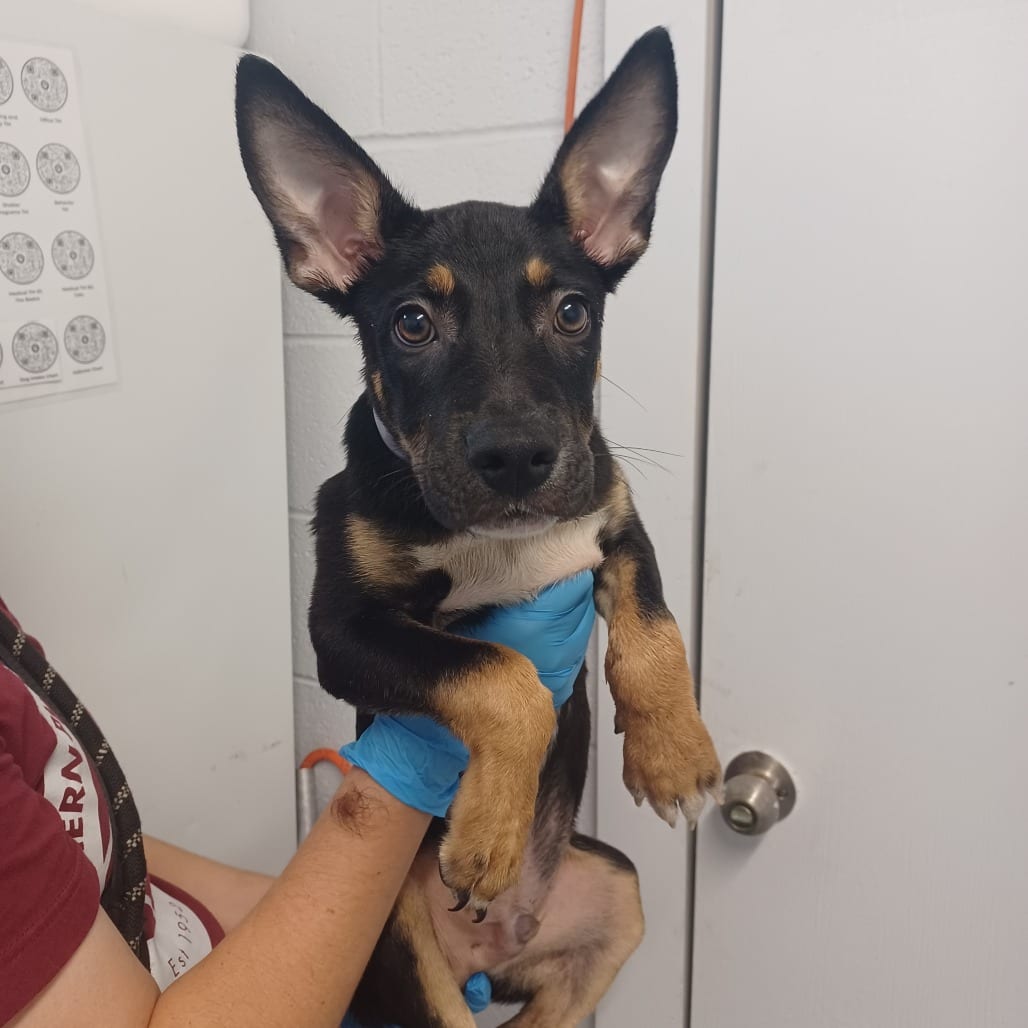 Photo of Franklin, adoptable Kelpie, Australian / Mix in Staunton, Virginia