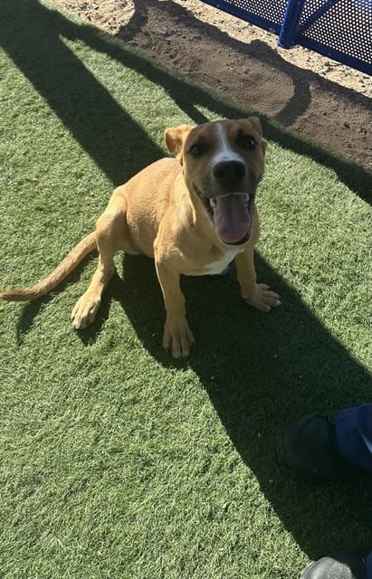 Photo of Chestnut, adoptable German Shepherd Dog in HESPERIA, California