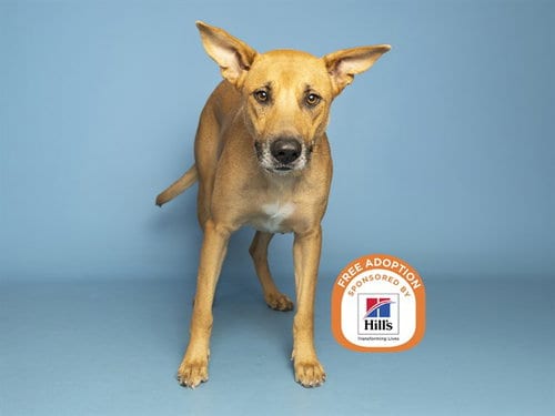 Photo of Sunflower, adoptable German Shepherd Dog in Phoenix, Arizona