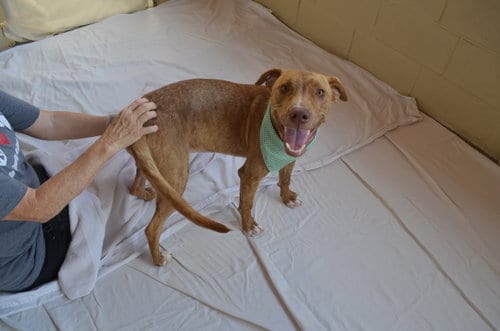 Photo of Gooseberry, adoptable Unknown breed in McKinney, Texas