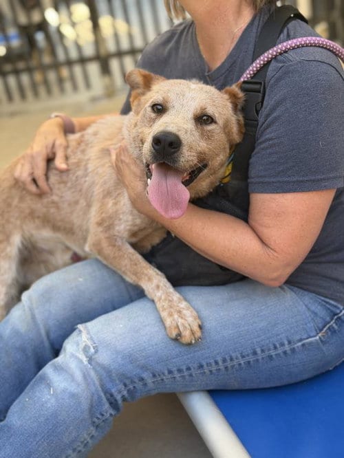 Photo of Cisco, adoptable Australian Cattle Dog/Blue Heeler in Santa Maria, California