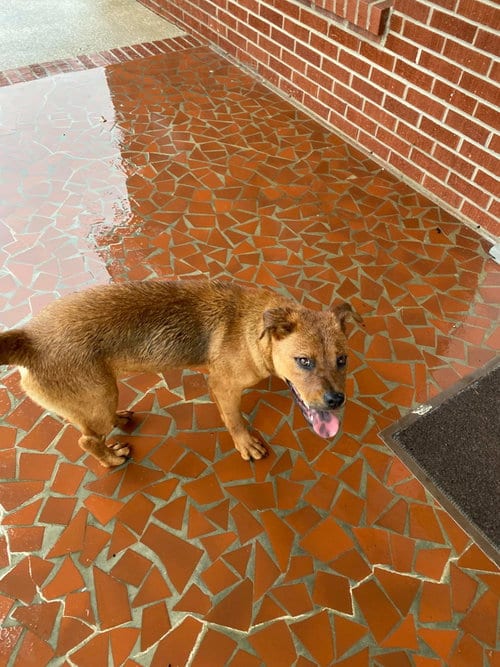 Photo of Bounce, adoptable Australian Kelpie in Orangeburg, South Carolina